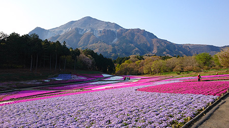 shibasakura2016.JPG