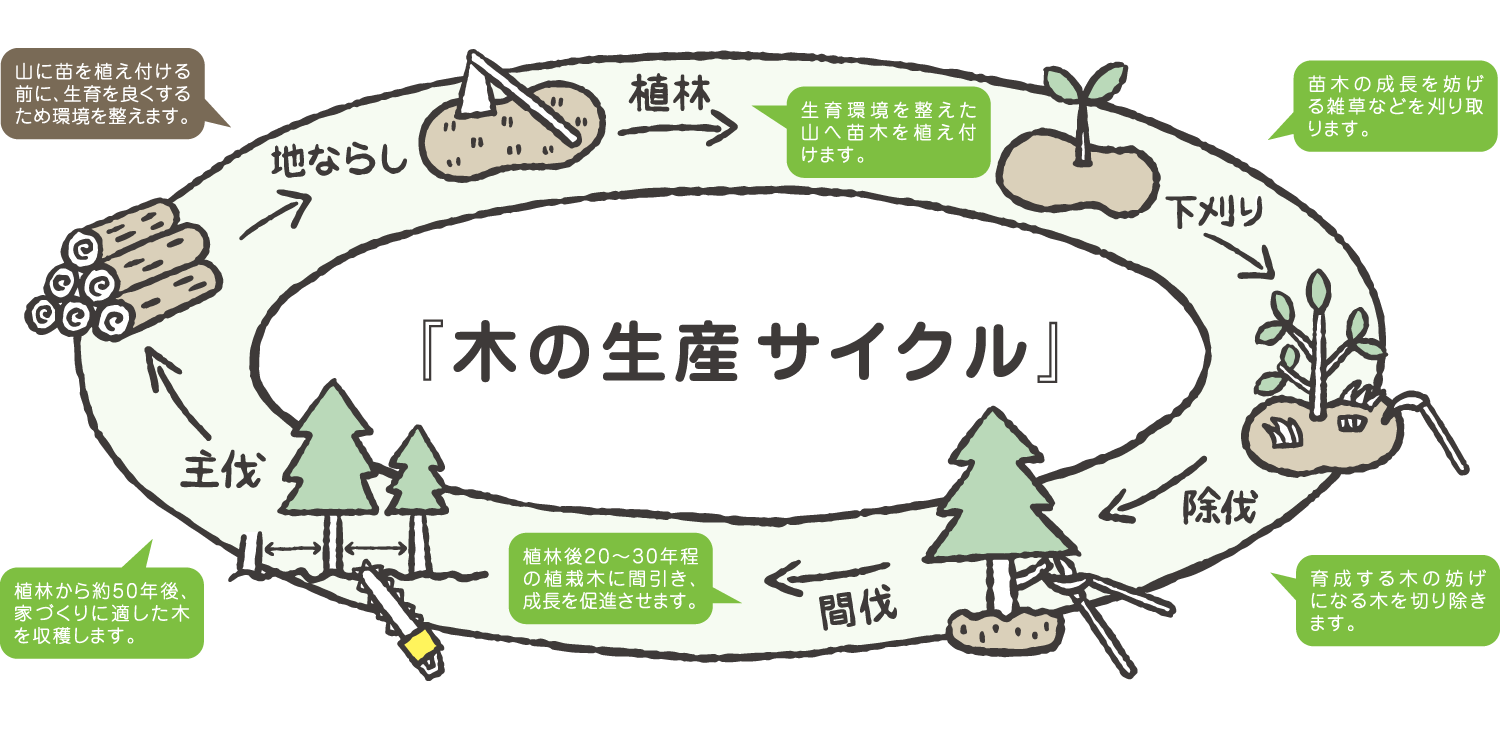 木の生産サイクルのイラスト｜地ならし・植林・間伐・主伐の流れ