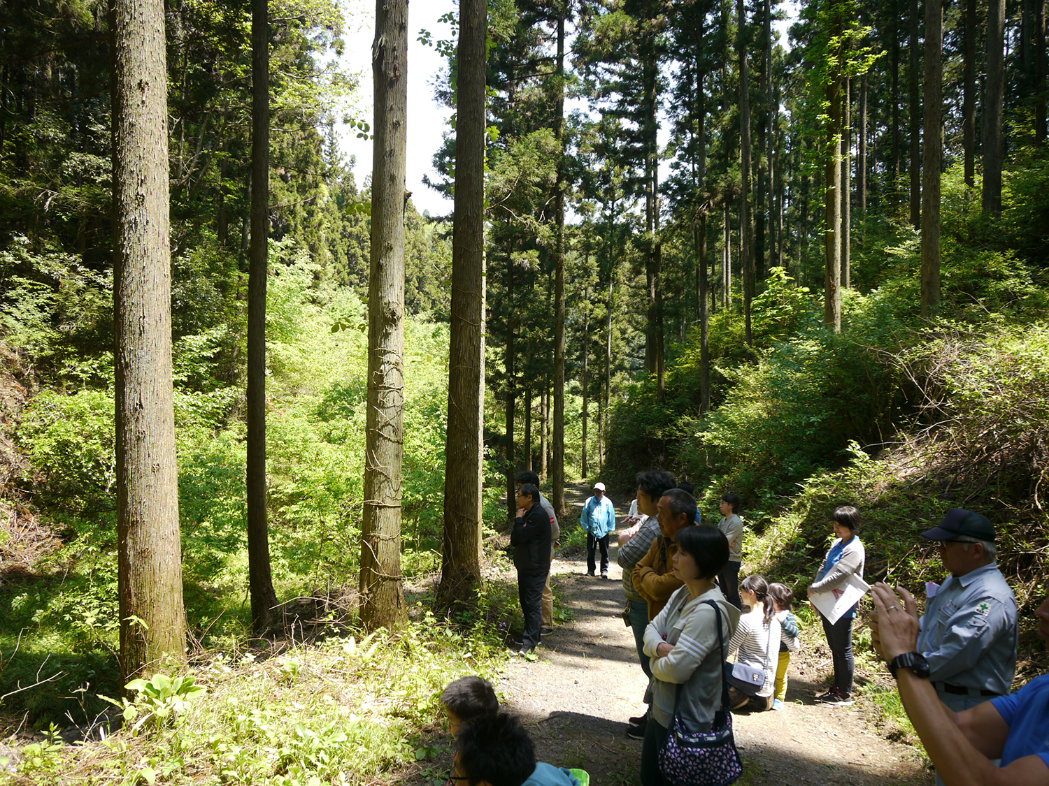 八溝山の杉林で育林と間伐の解説を受ける見学風景