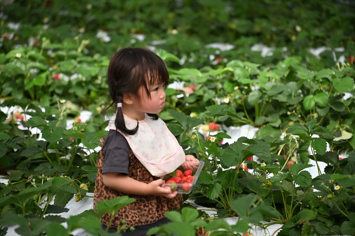 アンバサダー感謝祭でいちご狩りを楽しむご家族